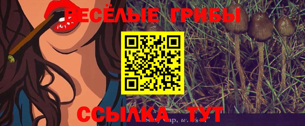 Галлюциногенные грибы Psilocybine cubensis Гай
